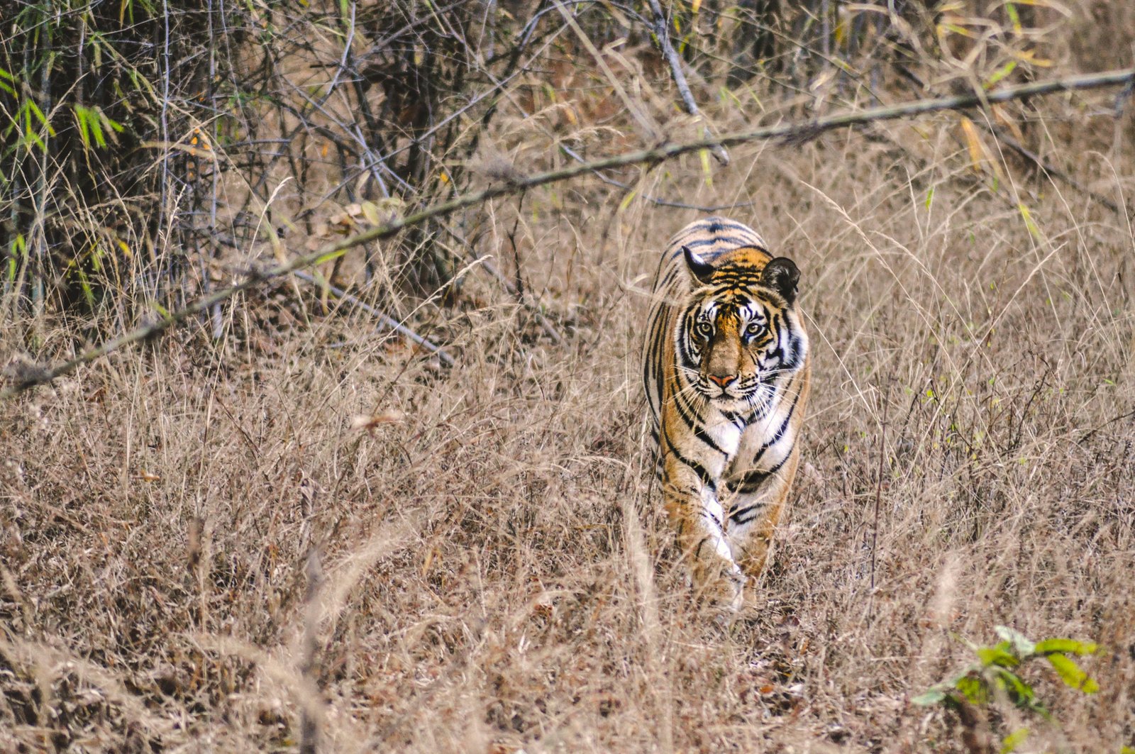Central India